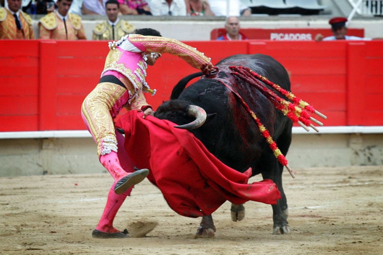 toros toros