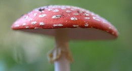 Hongos, plantas, animales… y bacterias
