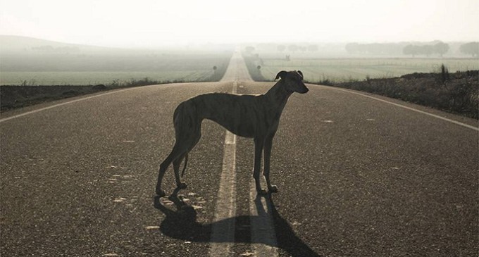 ‘Yo galgo’: un documental sobre el drama de estos animales en España
