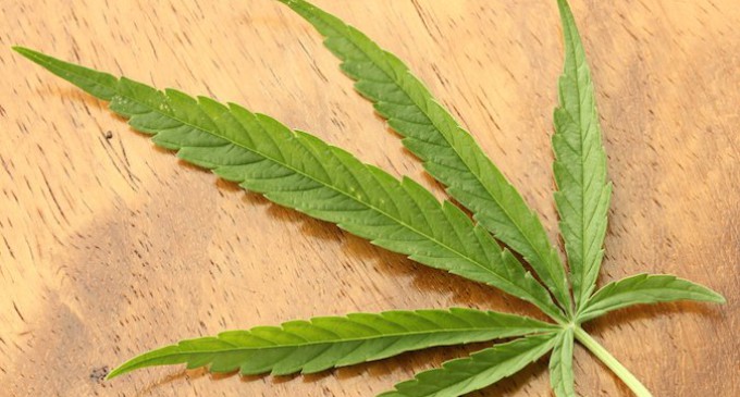 Una marcha mundial pide una “regulación valiente” del cannabis