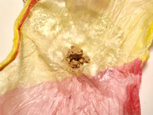 La pepita de oro que Sehia al huir de la mina en Chad. Foto: José Bautista.