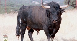 ‘Volante’ morirá lanceado hoy en el Toro de la Vega