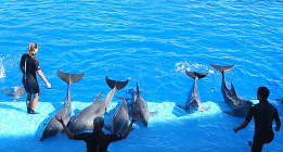 Dos extrabajadores denuncian malos tratos a animales del Oceanogràfic de València