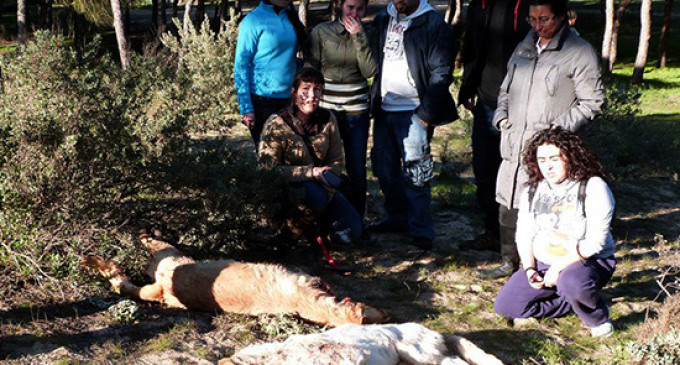 La Junta de Andalucía autoriza una cacería de perros asilvestrados en Punta Umbría
