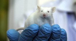 La UE prohíbe experimentar en animales con fines cosméticos