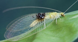 El lenguaje de los insectos