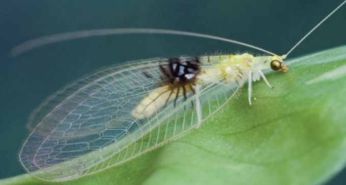 Exploradores de especies