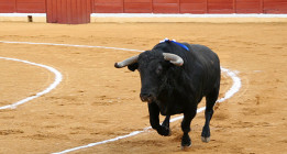 Carmena retira la subvención a la escuela de tauromaquia de Madrid