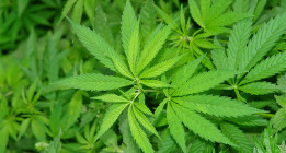 Investigación en fármacos cannabinoides para las enfermedades neurológicas