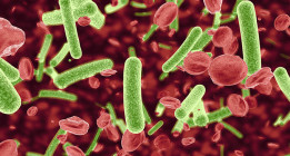 Los microorganismos: ¿héroes o villanos?