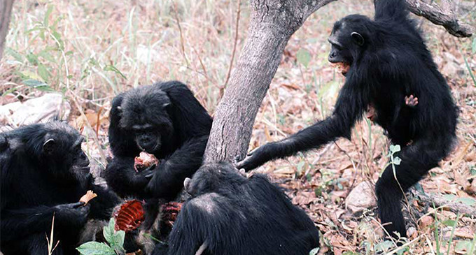 El cruel asesinato que desató la primera guerra entre primates no humanos de la historia