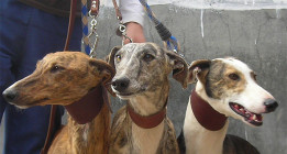 El Pacma documenta 50 casos de maltratos a galgos en siete meses