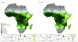 184 millones de africanos tienen un alto riesgo de morir por la picadura de un mosquito