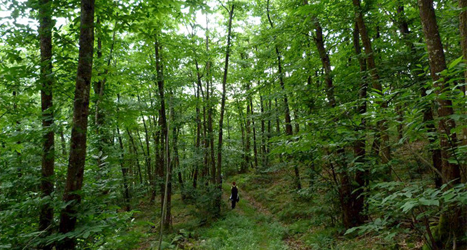 Consecuencias forestales de la desamortización del XIX