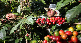 <em>La burbuja del café</em>