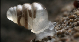 <em>Póngame ahí diez especies singulares</em>