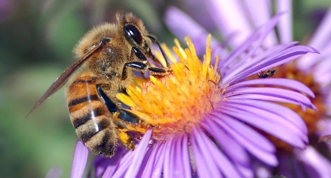 La diversidad de las abejas multiplica el rendimiento de algunos cultivos