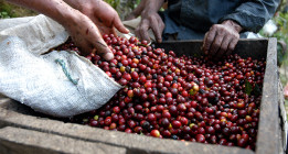 <em>El café: sin crisis no hay paraíso</em>