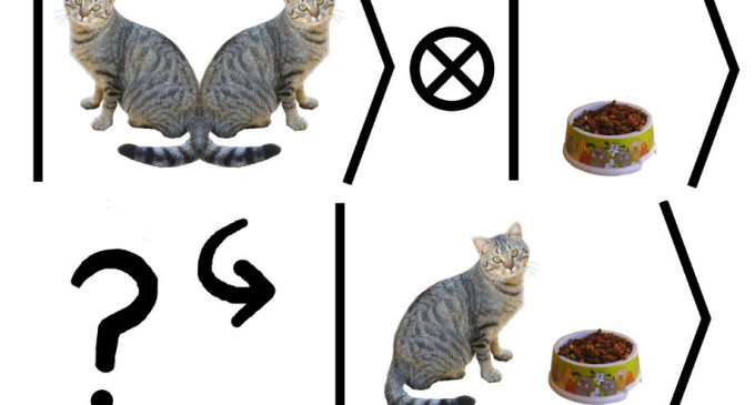 ¿Qué mató al gato de Schrödinger?