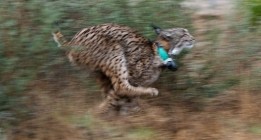 Ya son 25 los atropellos mortales de linces ibéricos en tan sólo año y medio