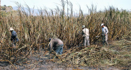 <em>El azúcar invisible o la guerra de las etiquetas</em>