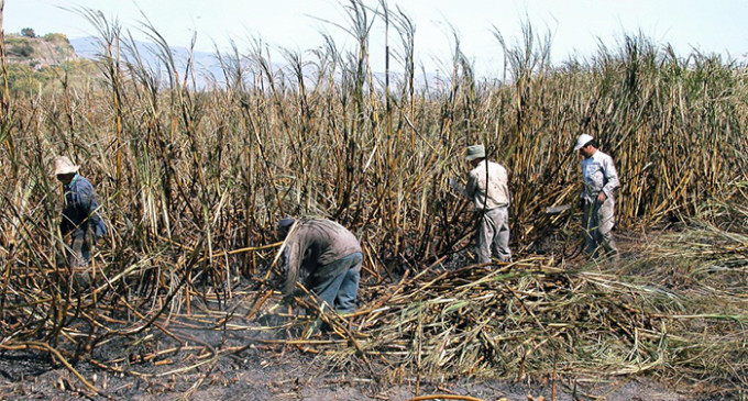 <em>El azúcar invisible o la guerra de las etiquetas</em>