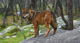 Castilla y León permitirá cazar más lobos