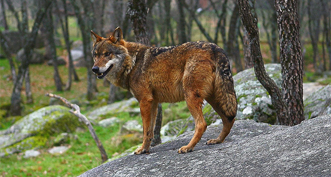 Castilla y León permitirá cazar más lobos