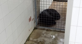 Aristas cortantes y humedades en las instalaciones caninas de la Policía en Sevilla