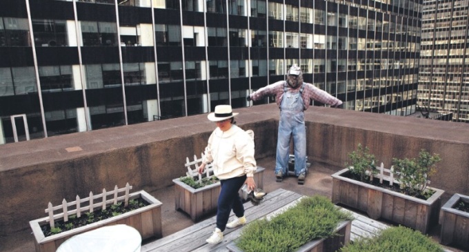 Colmenas urbanas para paliar los efectos de la extinción de las abejas