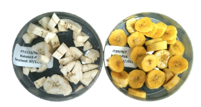 <em>La Superbanana de Bill Gates</em>