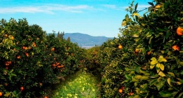 Recolectores de naranjas; los esclavos del siglo XXI con salarios de 12 euros al día