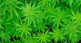El Parlament insta al Govern a regular los clubs de cannabis en Cataluña