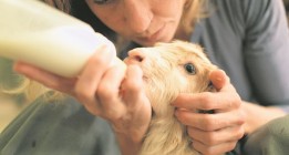 Santuarios de animales: volver a la vida
