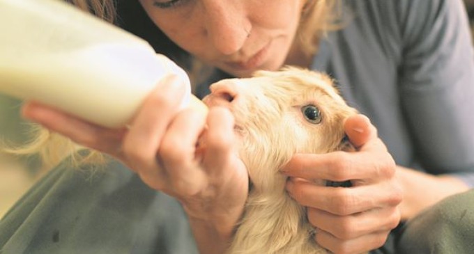 Santuarios de animales: volver a la vida