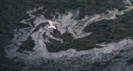 Greenpeace alerta de que varios regueros de fuel se acercan a la costa canaria