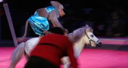 Cataluña, primera comunidad en España en prohibir animales salvajes en los circos