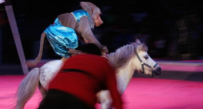 Cataluña, primera comunidad en España en prohibir animales salvajes en los circos