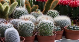 ¿Me riegas las plantas?