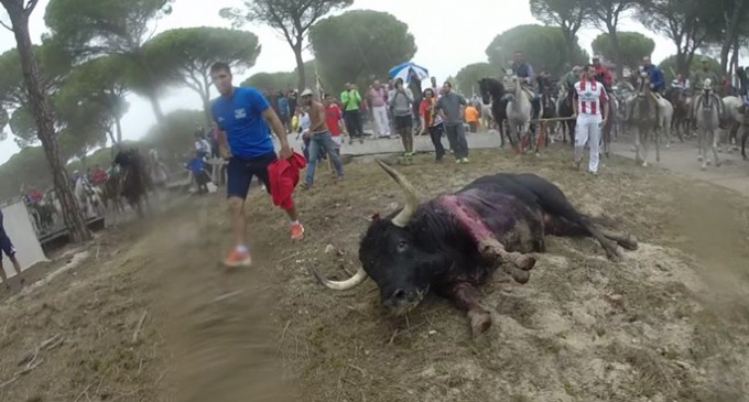 El Toro de la Vega más violento y peligroso de la historia