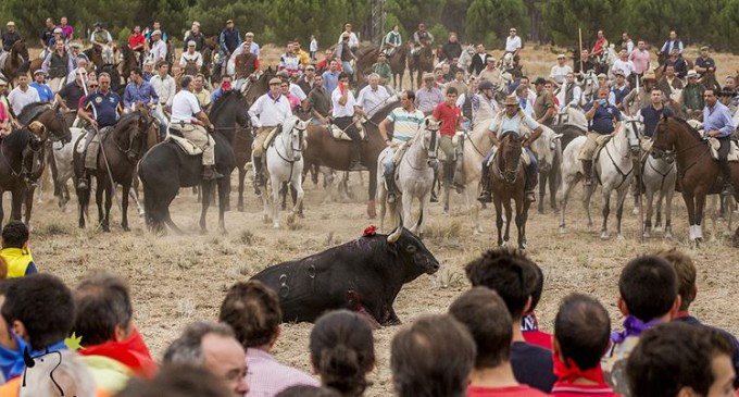 La Junta de Castilla y León prohíbe matar al Toro de la Vega