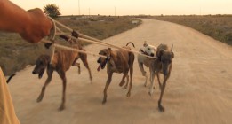 Arranca el infierno para los perros de caza