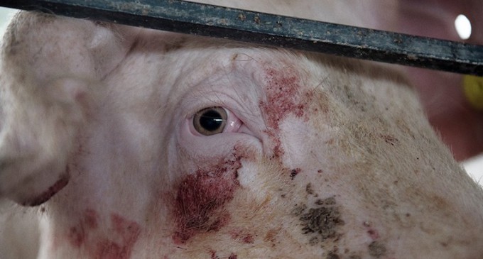 Los derechos de los animales, la asignatura pendiente de la izquierda