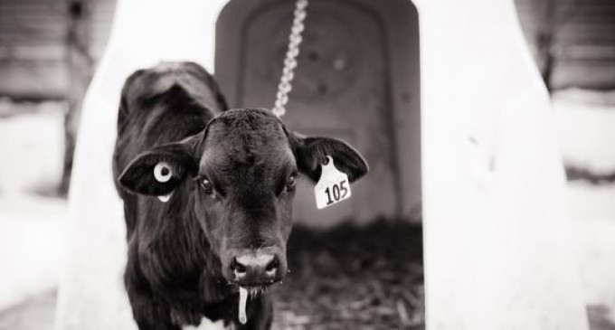 Objetivo: poner los derechos de los animales a la vista de todos