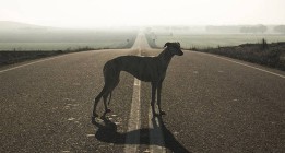 ‘Yo galgo’: un documental sobre el drama de estos animales en España