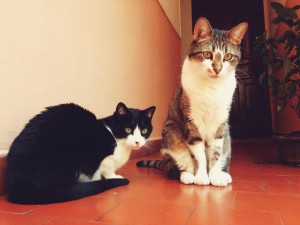 Gatos de Belén Lobeto. Lluna y Xuacu.