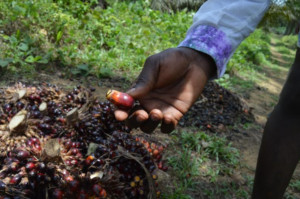 Fruto del aceite de palma I La Marea