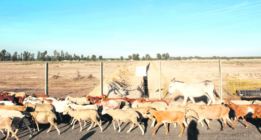 Las amenazas de ida y vuelta en Doñana