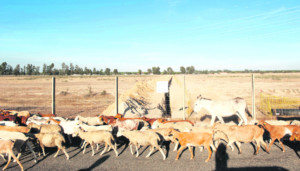 Un rebaño de cabras pasa frente a las obras de Gas Natural en el entorno de Doñana. LAURA LEÓN