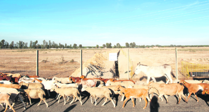 Las amenazas de ida y vuelta en Doñana
